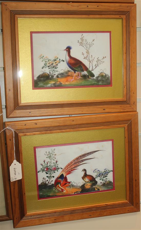 Five Chinese pith paintings of birds, late 19th century, 14 x 21cm, later mounted, framed and glazed